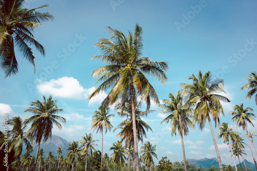 Tropical landscape coconut palm tree with sky and white cloud background.