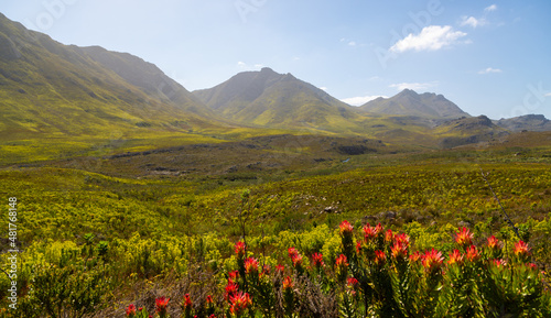 Fynbos and Mountains in the Kogelberg with Mimetes cucculatus in the front near Kleinmond in the Western Cape of South Africa photo