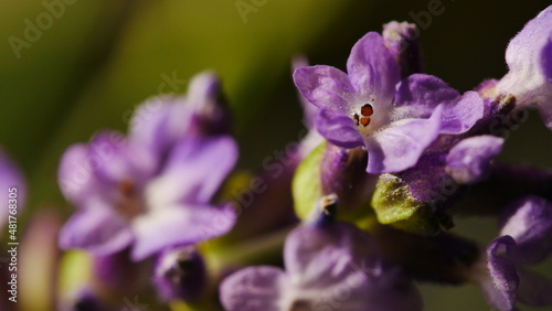 Macro close up of British Lavender Flower -medium DOF