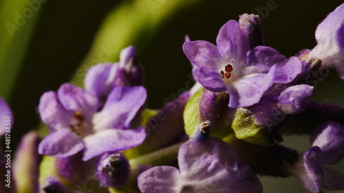 Macro close up of British Lavender 