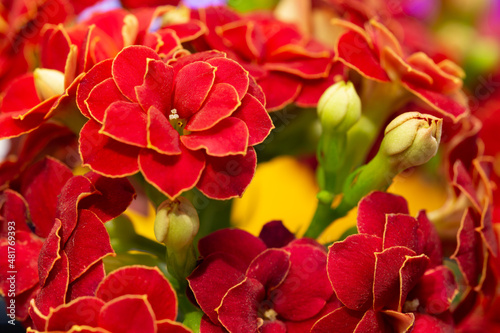 Background photo of red Kalanchoe flowers with succulent leaves. Among the Kalanchoe flowers are unopened buds. Top left Kalanchoe in selective focus.