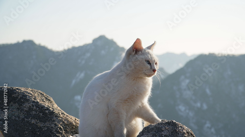 Beautiful odd-eyed white cat. A cute cat covered with white fur is ready to attract everyone's attention.
