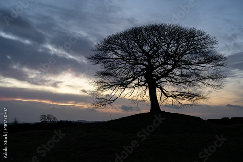Lone tree on Grindon Moor, Staffordshire, White Peak, Peak District. photo