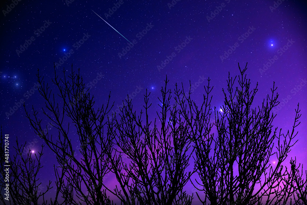 Tree silhouettes, Milky way and shooting stars on a vivid night