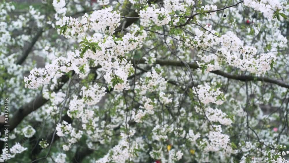 Blossoming cherry tree branches with white flowers sway in the wind Blossoming cherry tree branches with white flowers sway in the wind