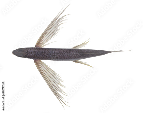 Tropical flying fish isolated on white background, top view