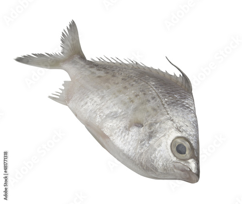 Whipfin silver-biddy fish isolated on white background photo