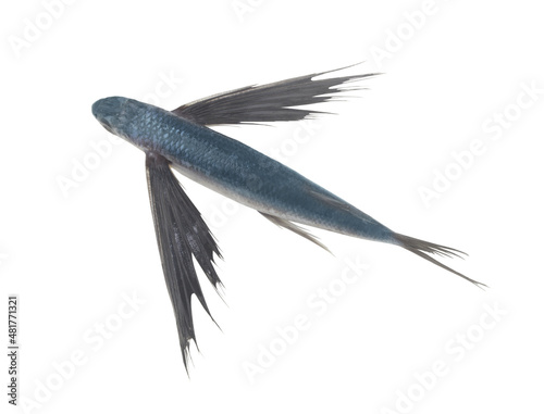Fresh tropical flying fish isolated on white background, top view