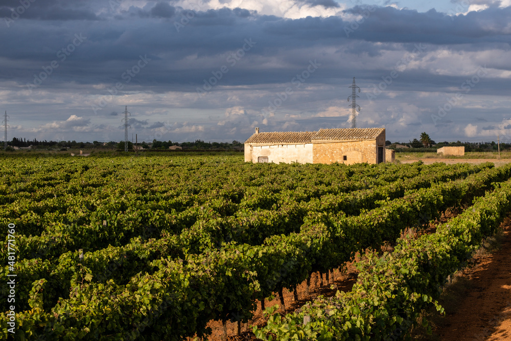 rows of vineyards and tool house, Santa Maria del Cami, Mallorca, Balearic Islands, Spain