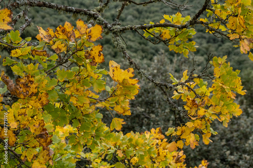 autumn maple  Acer opalus subsp. garnetnse   Ses Voltes d En Galileu  Mallorca  Balearic Islands  Spain