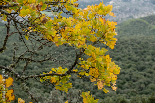 autumn maple, Acer opalus subsp. garnetnse , Ses Voltes d'En Galileu, Mallorca, Balearic Islands, Spain photo