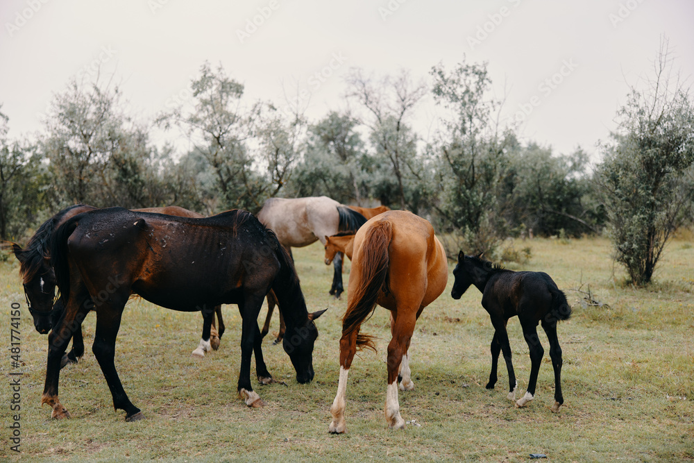 horses graze on the farm animals summer nature yes