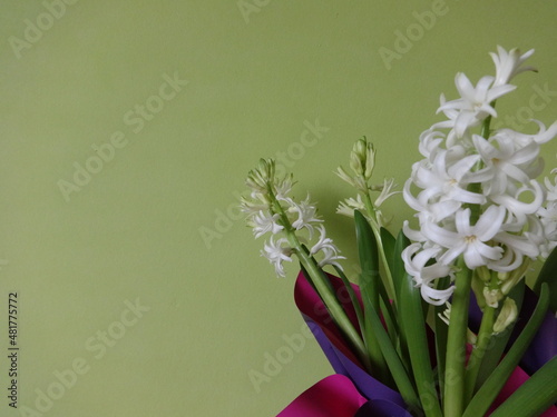 White Hyacinth Indoor