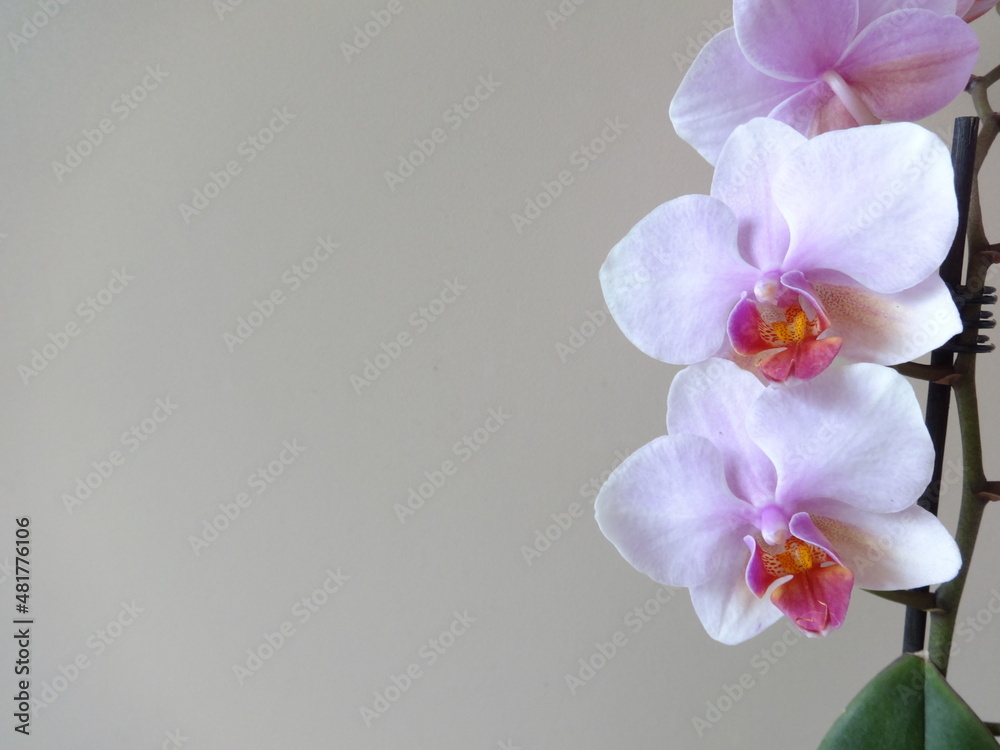 Naklejka premium Isolated Pink Orchid on Beige Background