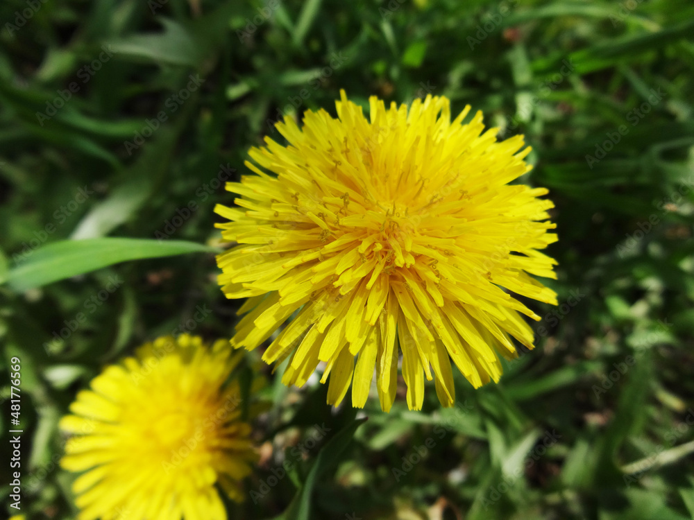 Yellow Dandelion on the Background of Grass Yellow Dandelion on the Background of Grass