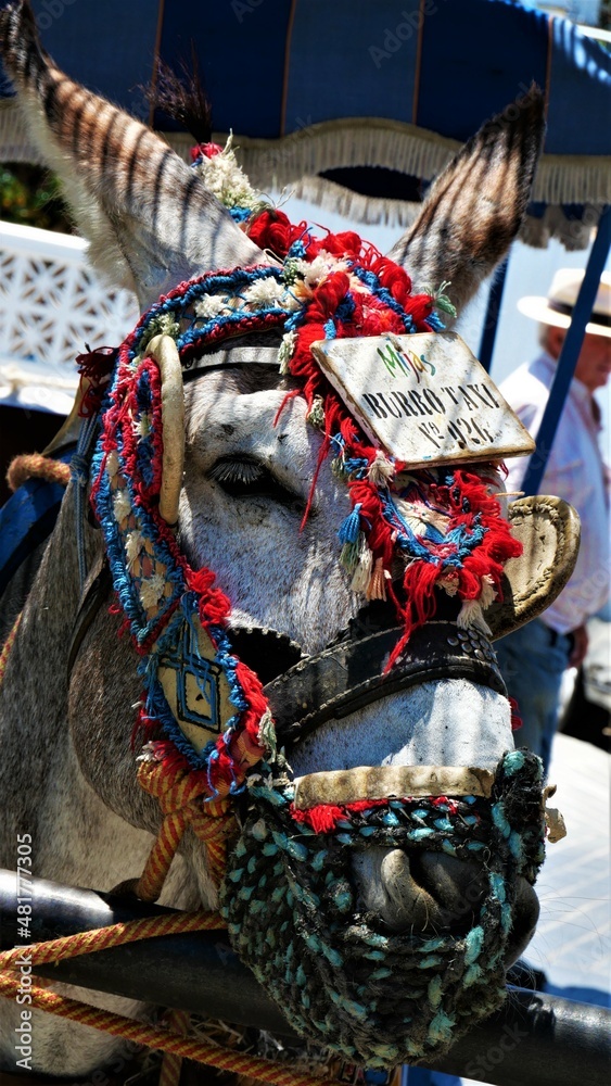 Obraz premium Burro taxi de Mijas, Andalucia. España,