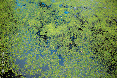 green duckweed, lemna minor, on a pond surface
