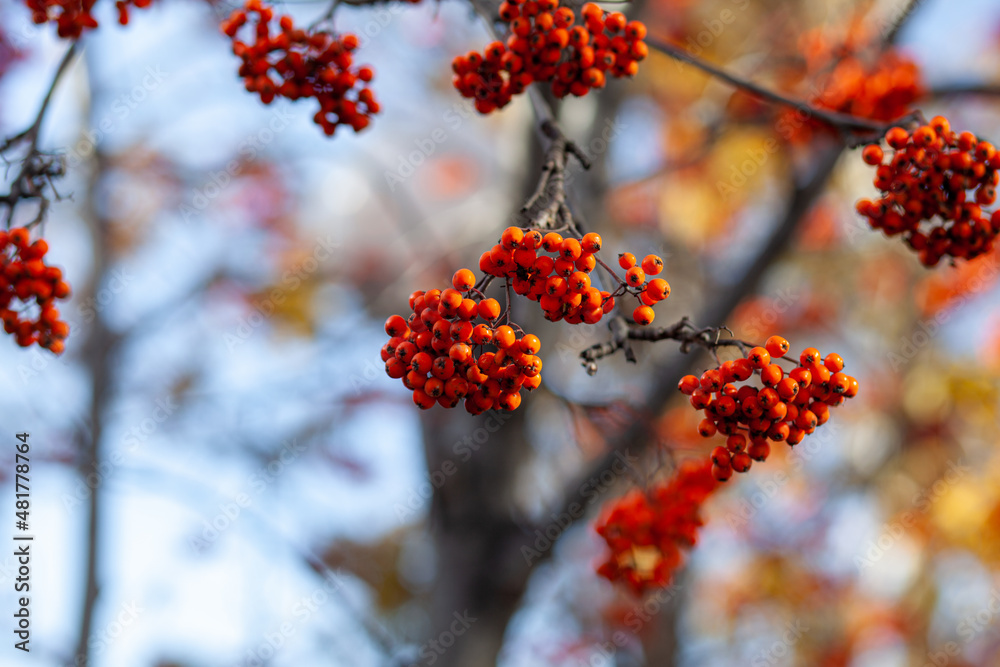 Berries of mountain ash branches are red on a blurry autumn background. Autumn harvest still life scene. Soft focus backdrop photography. Copy space.