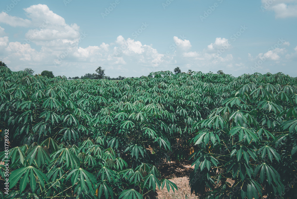 Nature of sweet potatoes plantation, yam farming Nature of sweet potatoes plantation, yam farming