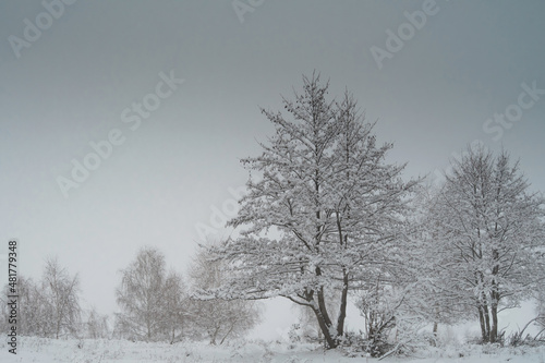 Wallpaper Mural Snow and fog covered forest during winter in Apuseni mountains Romania Torontodigital.ca
