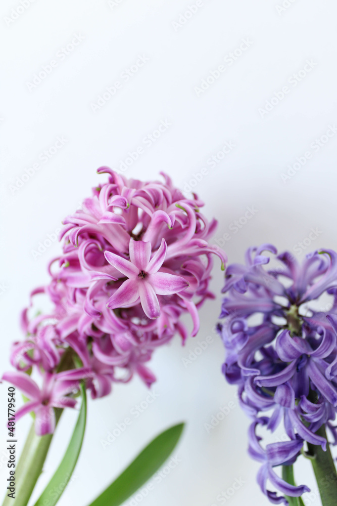 Obraz premium Pink blooming hyacinth isolated on white background. Macro of beautiful pink hyacinth flower close up. Spring flowers. 