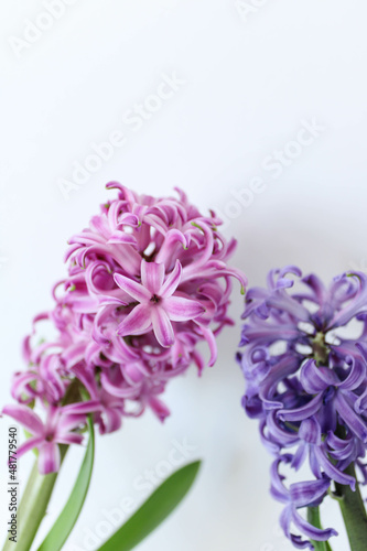 Pink blooming hyacinth isolated on white background. Macro of beautiful pink hyacinth flower close up. Spring flowers. 