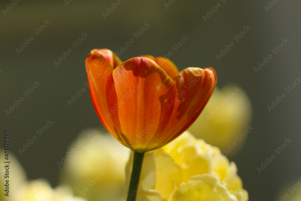 orange tulip with selective focus on a natural blurry background orange tulip with selective focus on a natural blurry background