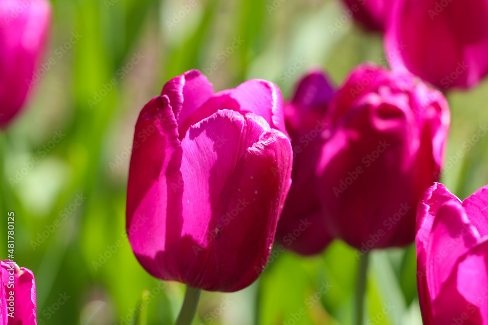 Fototapeta premium Delicate pink tulips in the garden on a natural green background. Selective soft focus and backlight