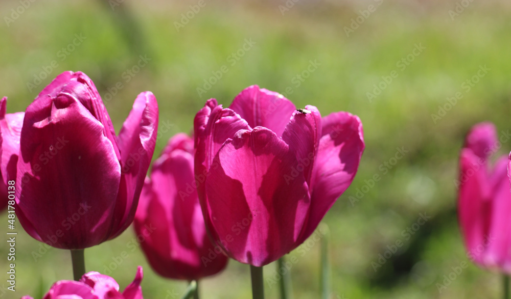 Delicate pink tulips in the garden on a natural green background. Selective soft focus and backlight