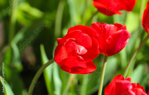 Close up macro beautiful red tulip flower with selective focus
