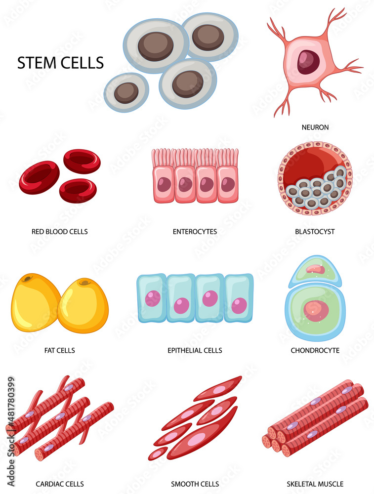Types of stem cells on white background Stock Vector | Adobe Stock