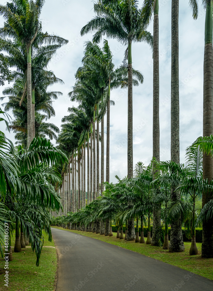 Cabbage Palm Avenue, Kandy Botanical Gardens