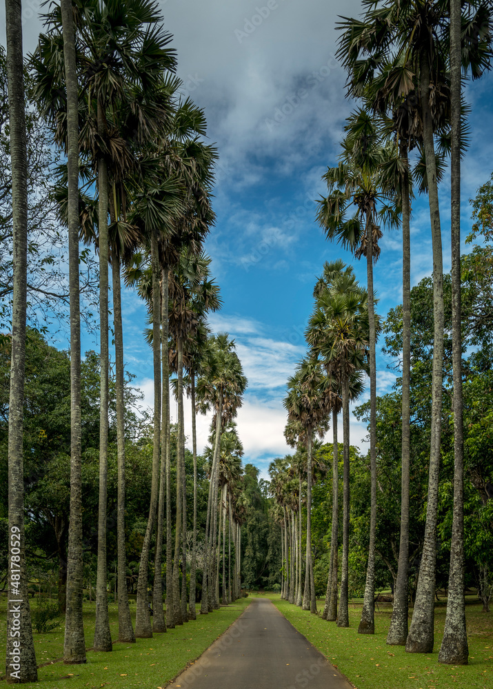 Palmya Palm Avenue in Kandy Botanical Gardens