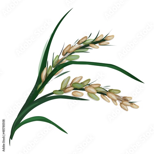 Spike of rice icon cartoon vector. Asian agriculture