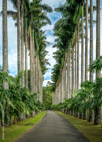 Obraz na płótnie Cabbage Palm Avenue, Kandy Botanical Gardens w salonie