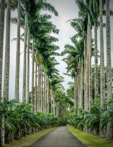 Obraz na płótnie Kandy Peradeniya Royal Botanical Gardens w salonie