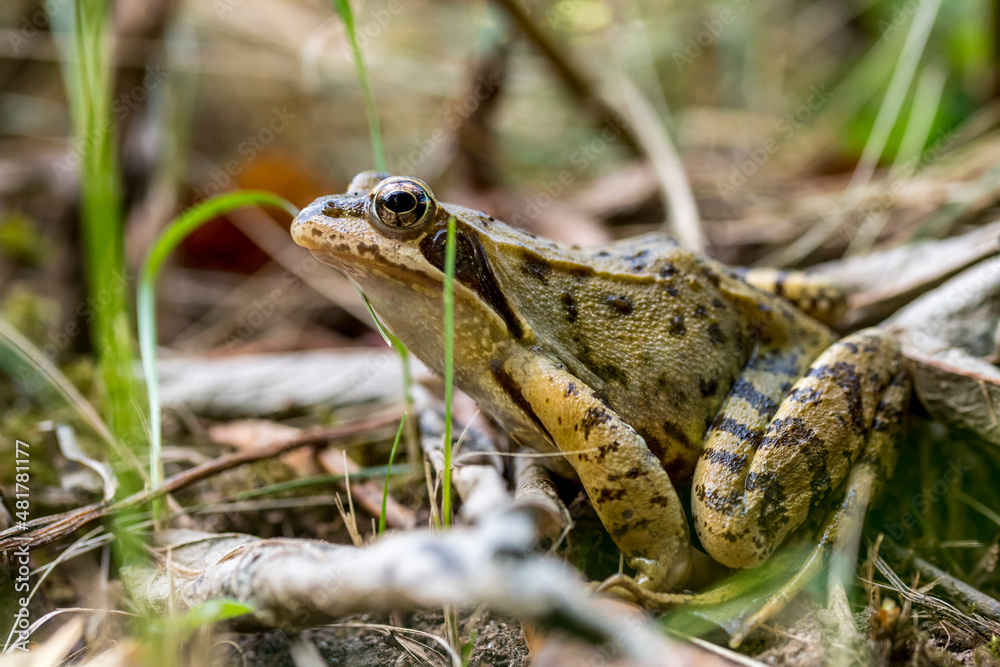Fototapeta premium Brown common frog sits hidden on the ground between grass and leaves
