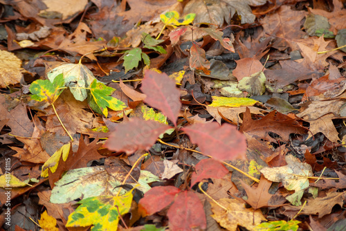 autumn leaves background © Selldon Photography
