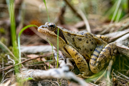 Brown common frog sits hidden on the ground between grass and leaves