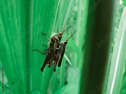 Male and female grasshopper mating on a green leaf, Locust, insect, animal.