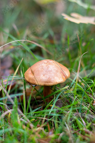 Mushroom in the bush in autumn