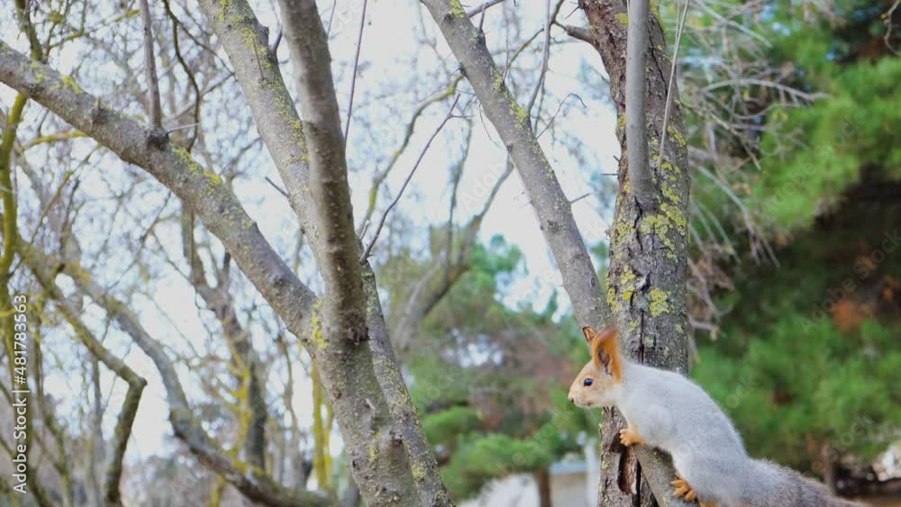Squirrel jump tree. a very nimble gray squirrel jumps from branch to branch in the park. Cute funny wild animal in the city. A timid animal runs away from people. The concept of living in the wild Squirrel jump tree. a very nimble gray squirrel jumps from branch to branch in the park. Cute funny wild animal in the city. A timid animal runs away from people. The concept of living in the wild