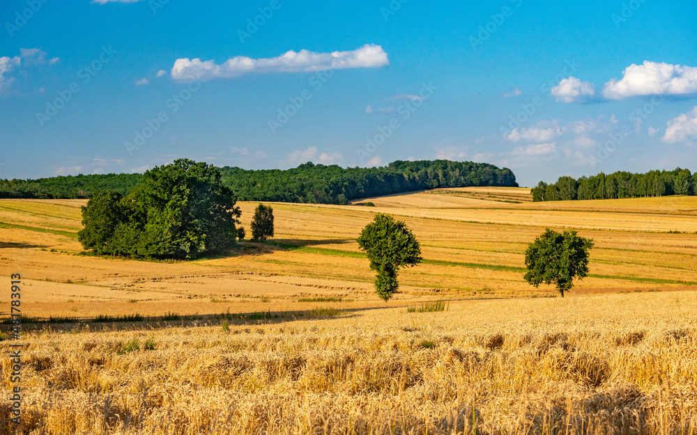 cereals fields on summer