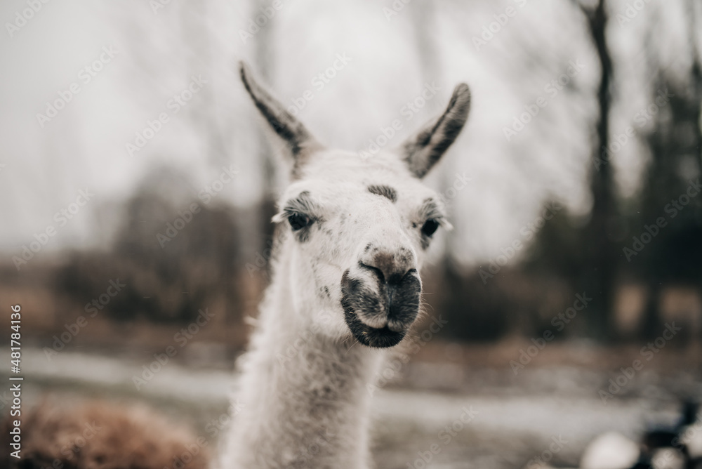 Obraz premium Alpaca head horizontal shot winter 