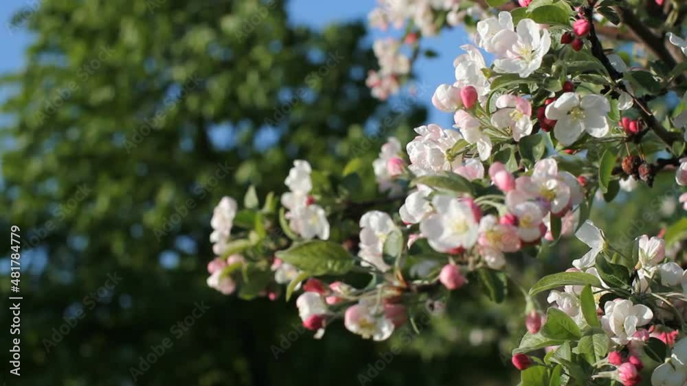 Blooming apple tree in early spring. Apple orchard with white and pink flowers on the trees. Blooming apple tree in early spring. Apple orchard with white and pink flowers on the trees.