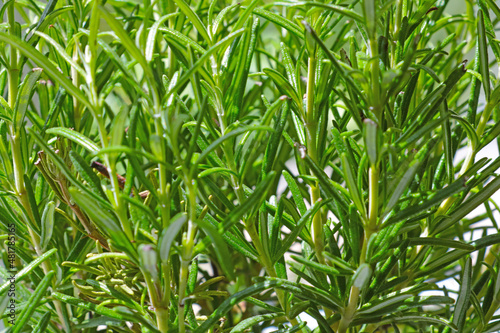 Close-up of green rosemary branches. The background of nature.