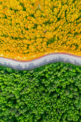 yellow autumn and green summer forest separated by a winding road. aerial view from a drone vertical photo concept background