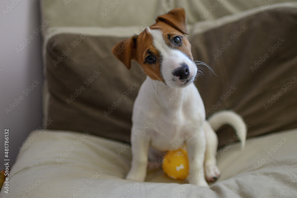 Jack Russell dog playing with a small ball Jack Russell dog playing with a small ball