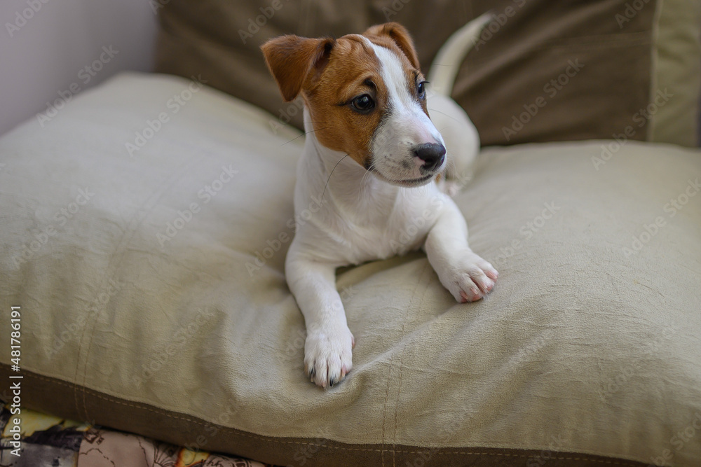 jack russell dog looks intently jack russell dog looks intently