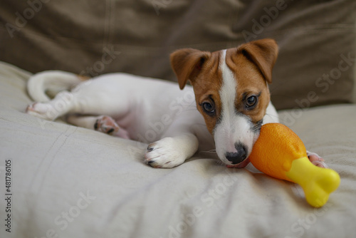 Jack Russell dog playing with a toy rubber chicken leg